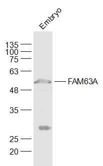Fig2: Sample:; Embryo (Mouse) Lysate at 40 ug; Primary: Anti-FAM63A at 1/1000 dilution; Secondary: IRDye800CW Goat Anti-Rabbit IgG at 1/20000 dilution; Predicted band size: 52 kD; Observed band size: 52 kD