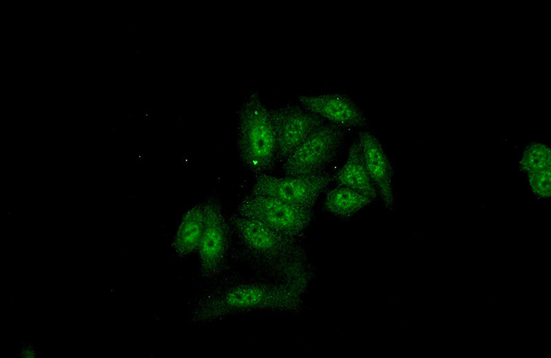 Immunofluorescent analysis of HeLa cells using Catalog No:115153(SFRS8 Antibody) at dilution of 1:50 and Alexa Fluor 488-congugated AffiniPure Goat Anti-Rabbit IgG(H+L)