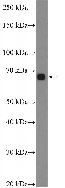 HL-60 cells were subjected to SDS PAGE followed by western blot with Catalog No:115238(SIRPA Antibody) at dilution of 1:600