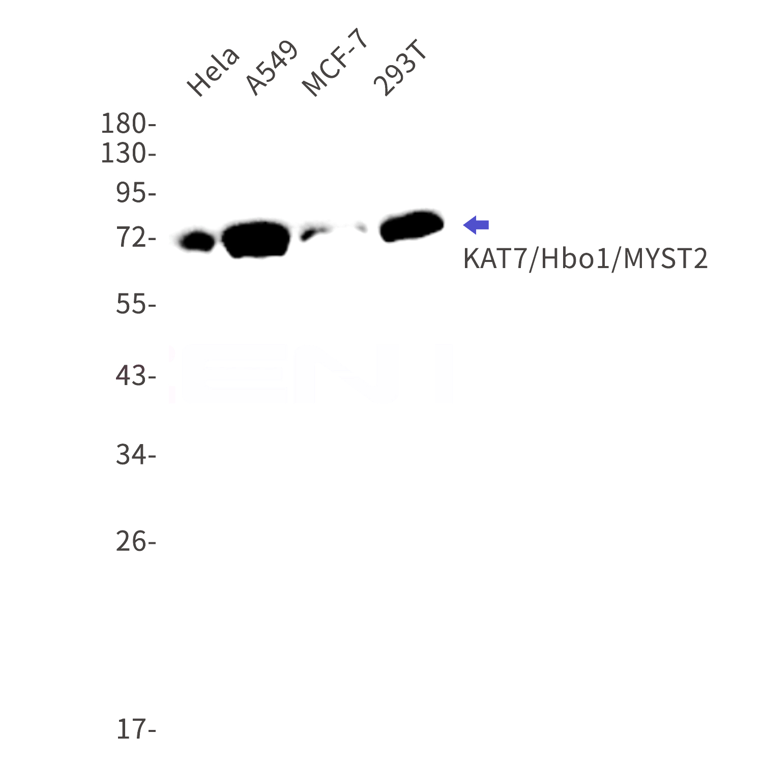 Western blot detection of KAT7/Hbo1/MYST2 in Hela,A549,MCF-7,293T cell lysates using KAT7/Hbo1/MYST2 Rabbit mAb(1:1000 diluted).Predicted band size:71kDa.Observed band size:71kDa.