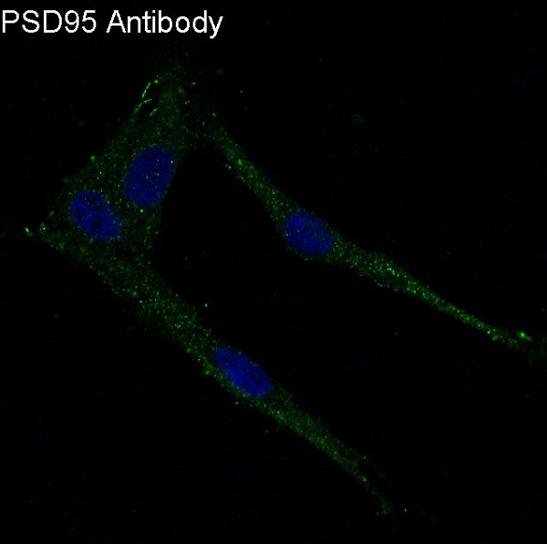 Immunofluorescent analysis of U87-MG cells, using PSD95 Antibody .