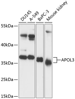 Western blot - APOL3 Polyclonal Antibody 