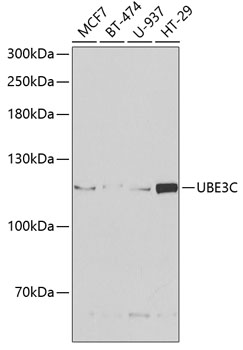 Western blot - UBE3C Polyclonal Antibody 