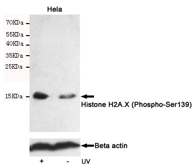Western blot analysis of extracts from Hela cells, untreated or treated with UV, using Histone H2A.X (Phospho-Ser139) Rabbit pAb (166716,1:500 diluted,upper) or Beta actin Mouse mAb (200068-8F10,lower).