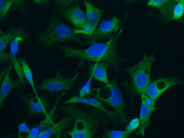 DCX Antibody, Mouse MAb, Immunofluorescence