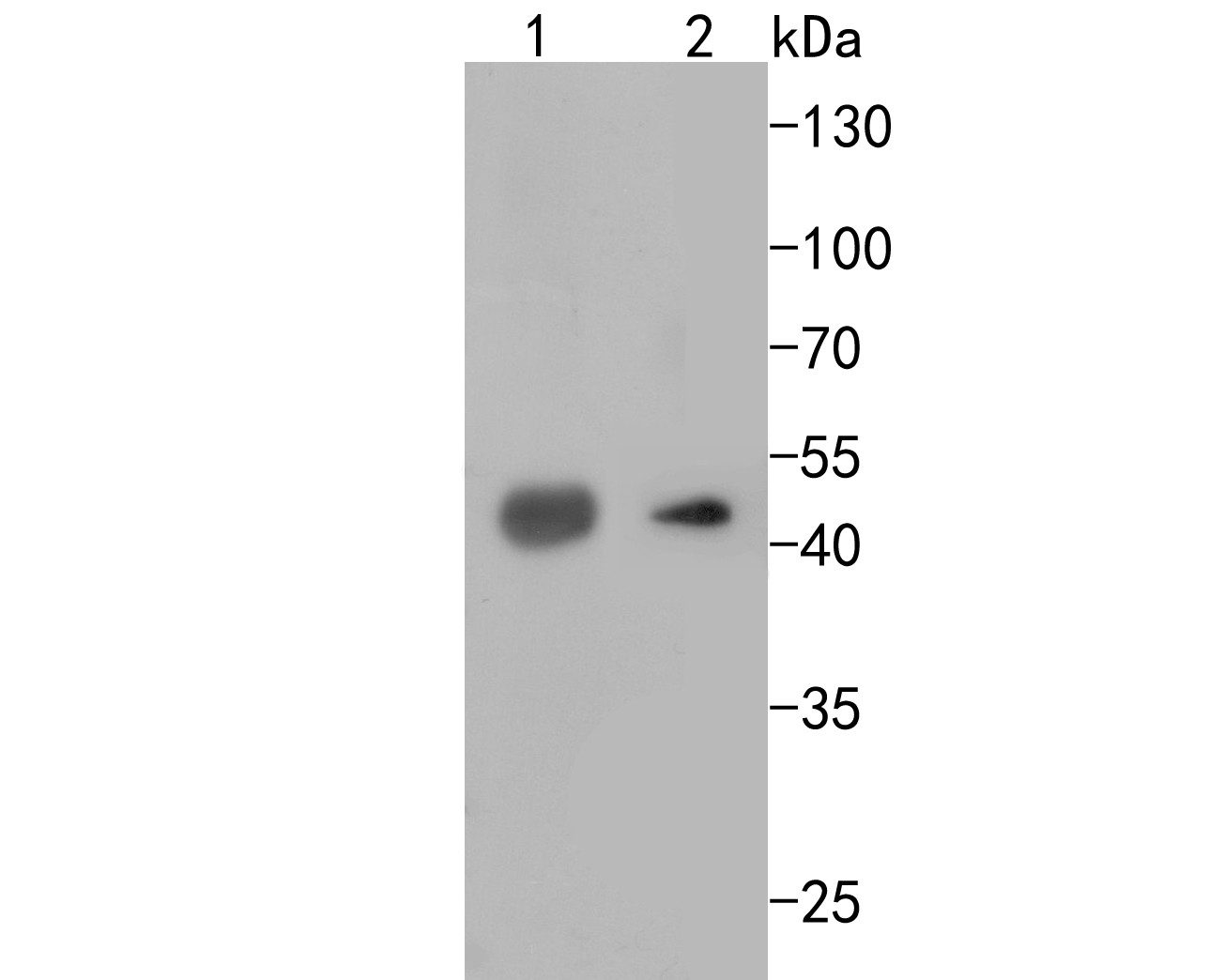 Fig1:; Western blot analysis of Actin on Nicotiana tabacum (1) and Oryza sativa (2) lysates using anti-Actin antibody.