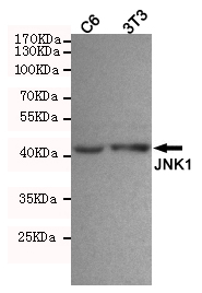 Western blot detection of JNK1 in C6 and 3T3 cell lysates using JNK1 mouse mAb (1:1000 diluted).Predicted band size:46,54KDa.Observed band size:46KDa.