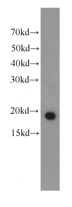 U-937 cells were subjected to SDS PAGE followed by western blot with Catalog No:107382(IL17A antibody) at dilution of 1:500