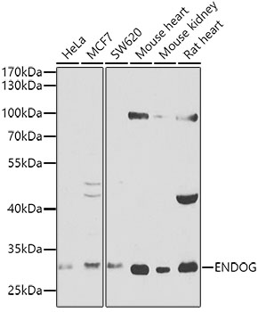 Western blot - ENDOG Polyclonal Antibody 