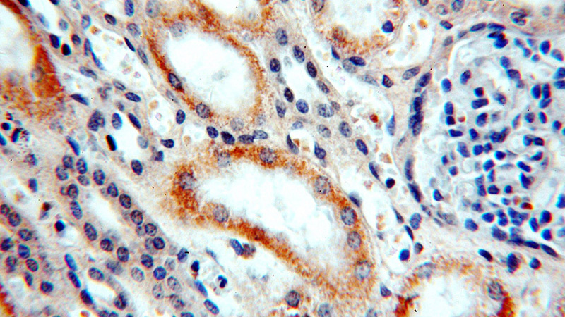 Immunohistochemical of paraffin-embedded human kidney using Catalog No:108187(FLJ10357 antibody) at dilution of 1:50 (under 40x lens)