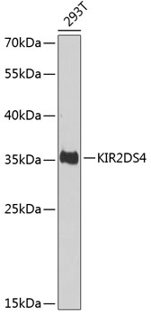 Western blot - KIR2DS4 Polyclonal Antibody 