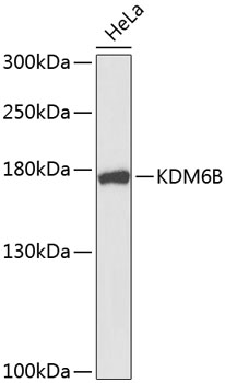 Western blot - JMJD3 Polyclonal Antibody 