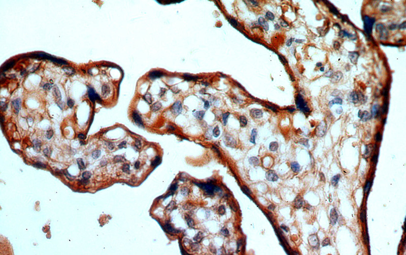 Immunohistochemical of paraffin-embedded human placenta using Catalog No:110627(FGD3 antibody) at dilution of 1:50 (under 40x lens)