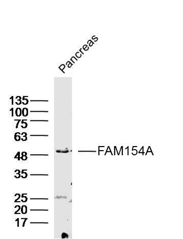 Fig1: Sample: Pancreas (Mouse) Lysate at 40 ug; Primary: Anti-FAM154A at 1/300 dilution; Secondary: IRDye800CW Goat Anti-Rabbit IgG at 1/20000 dilution; Predicted band size: 55 kD; Observed band size: 52 kD