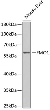 Western blot - FMO1 Polyclonal Antibody 