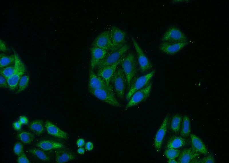 Immunofluorescent analysis of HepG2 cells using Catalog No:112157(LATS2-Specific Antibody) at dilution of 1:50 and Alexa Fluor 488-congugated AffiniPure Goat Anti-Rabbit IgG(H+L)