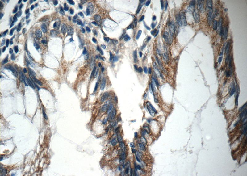Immunohistochemistry of paraffin-embedded human colon tissue slide using Catalog No:113175(C9orf127 Antibody) at dilution of 1:50 (under 40x lens)