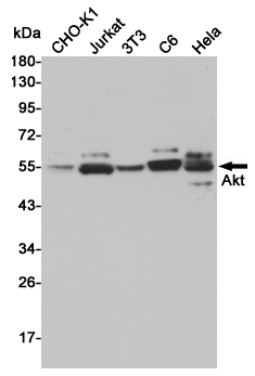 Western blot detection of Akt in CHO-K1,Jurkat,3T3,C6 and Hela cell lysates using Akt rabbit pAb (1:1000 diluted).Predicted band size:55kDa.Observed band size:55kDa.