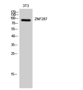 Fig1:; Western Blot analysis of 3T3 cells using ZNF287 Polyclonal Antibody. Secondary antibody（catalog#: HA1001) was diluted at 1:20000 cells nucleus extracted by Minute TM Cytoplasmic and Nuclear Fractionation kit (SC-003,Inventbiotech,MN,USA).
