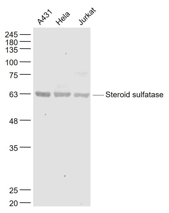 Fig1: Sample:; A431(Human) Cell Lysate at 30 ug; Hela(Human) Cell Lysate at 30 ug; Jurkat(Human) Cell Lysate at 30 ug; Primary: Anti- Steroid sulfatase at 1/1000 dilution; Secondary: IRDye800CW Goat Anti-Rabbit IgG at 1/20000 dilution; Predicted band size: 62 kD; Observed band size: 63 kD