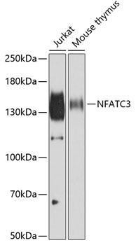 Western blot - NFATC3 Polyclonal Antibody 