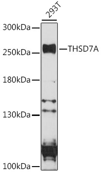 Western blot - THSD7A Polyclonal Antibody 