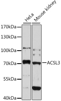 Western blot - ACSL3 Polyclonal Antibody 