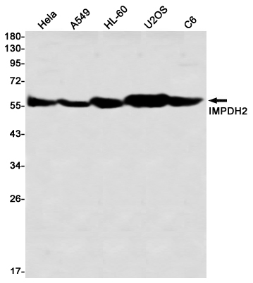 Western blot detection of IMPDH2 in Hela,A549,HL-60,U2OS,C6 using IMPDH2 Rabbit mAb(1:1000 diluted)