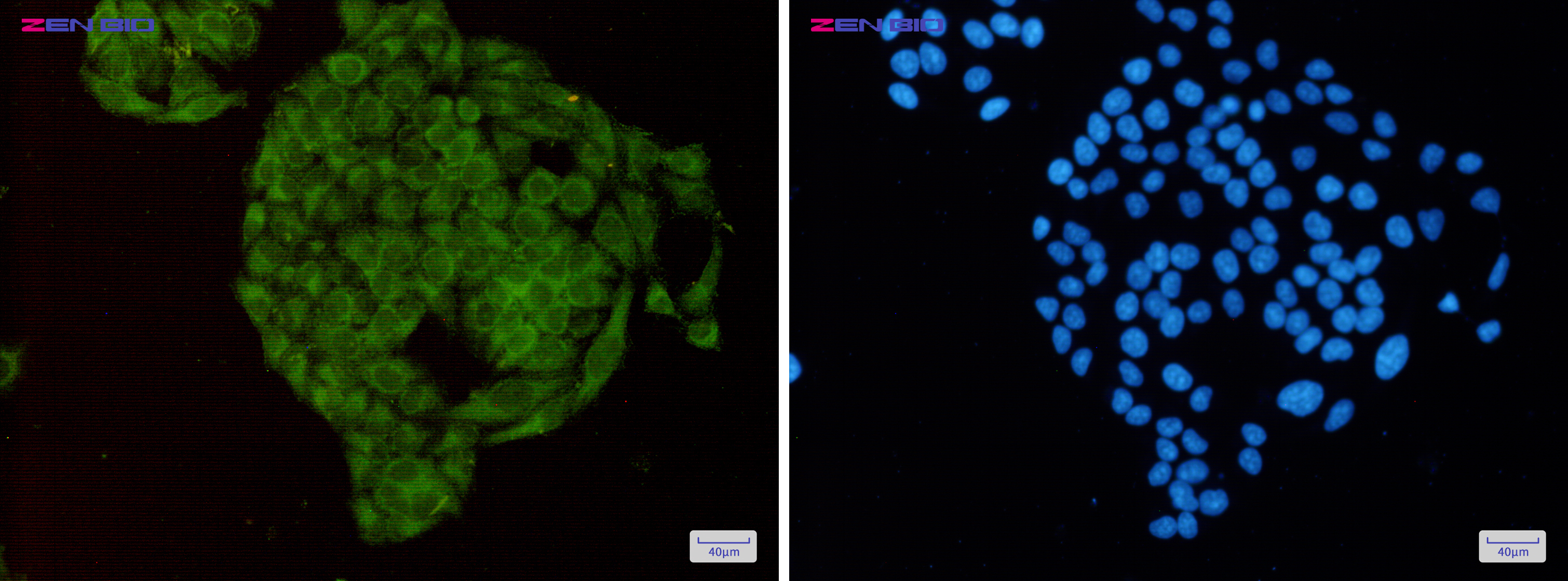 Immunocytochemistry of MTH1(green) in Hela cells using MTH1 Rabbit pAb at dilution 1/50, and DAPI(blue)