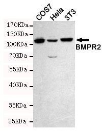 Western blot detection of BMPR2 in COS7,Hela and 3T3 cell lysates using BMPR2 mouse mAb (dilution 1:500).Predicted band size:115 Kda.Observed band size:115KDa.