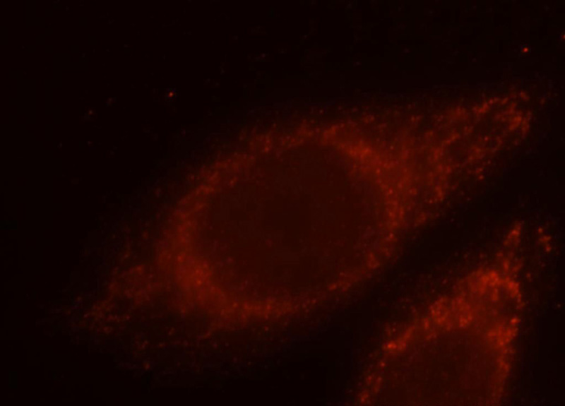Immunofluorescent analysis of MCF-7 cells, using PNRC2 antibody Catalog No:110483 at 1:25 dilution and Rhodamine-labeled goat anti-rabbit IgG (red).