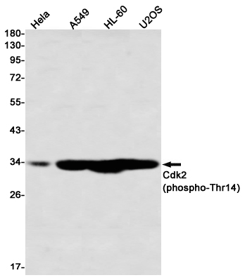 Western blot detection of Cdk2 (phospho-Thr14) in Hela,A549,HL-60,U2OS using Cdk2 (phospho-Thr14) Rabbit mAb(1:1000 diluted)
