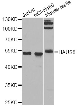 Western blot - HAUS8 Polyclonal Antibody 