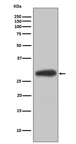 Western blot analysis of extracts of Mouse heart lysate, using BDNF antibody