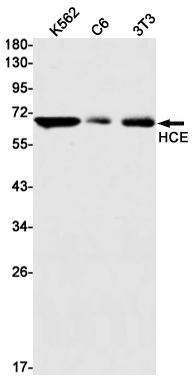 Western blot detection of HCE in K562,C6,3T3 cell lysates using HCE Rabbit mAb(1:1000 diluted).Predicted band size:69kDa.Observed band size:69kDa.