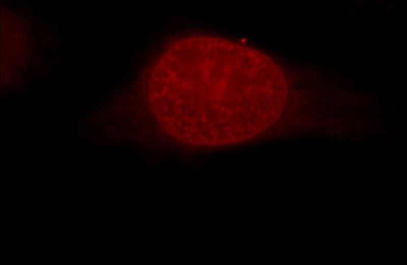 Immunofluorescent analysis of Hela cells, using HIST1H1C antibody Catalog No:111403 at 1:25 dilution and Rhodamine-labeled goat anti-rabbit IgG (red).