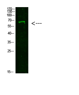 Fig1:; Western Blot analysis of 293T cells using primary antibody diluted at 1:1000(4°C overnight). Secondary antibody：Goat Anti-rabbit IgG IRDye 800( diluted at 1:5000, 25°C, 1 hour)