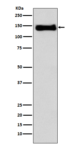 Western blot analysis of using Integrin beta1 expression in U937 cell lysate.