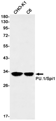 Western blot detection of PU.1/Spi1 in CHO-K1,C6 cell lysates using PU.1/Spi1 Rabbit mAb(1:1000 diluted).Predicted band size:31kDa.Observed band size:31kDa.