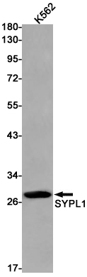 Western blot detection of SYPL1 in K562 cell lysates using SYPL1 Rabbit pAb(1:1000 diluted).Predicted band size:29kDa.Observed band size:29kDa.
