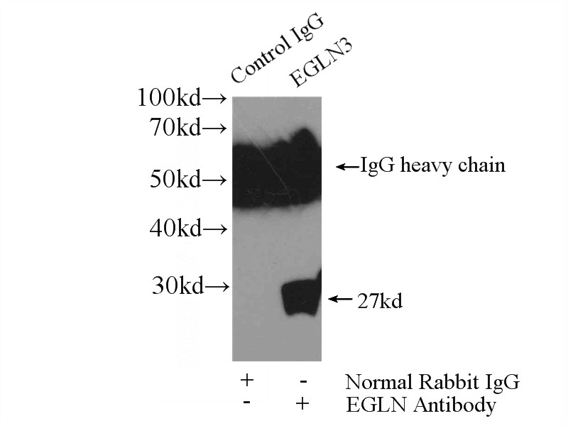 IP Result of anti-EGLN3 (IP:Catalog No:113805, 4ug; Detection:Catalog No:113805 1:500) with A375 cells lysate 3600ug.