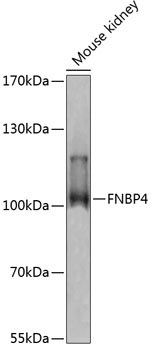 Western blot - FNBP4 Polyclonal Antibody 
