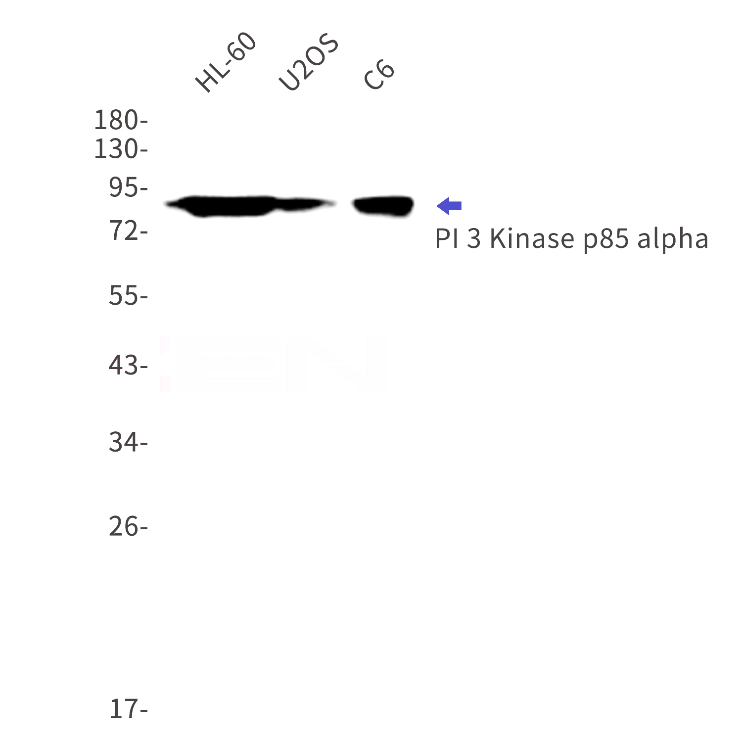 Western blot detection of PI 3 Kinase p85 alpha in HL-60,U2OS,C6 cell lysates using PI 3 Kinase p85 alpha Rabbit mAb(1:1000 diluted).Predicted band size:84kDa.Observed band size:84kDa.