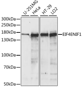Western blot - EIF4ENIF1 Polyclonal Antibody 