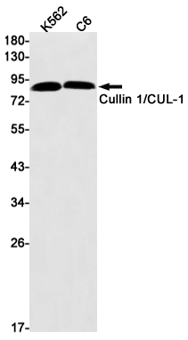Western blot detection of Cullin 1/CUL-1 in K562,C6 cell lysates using Cullin 1/CUL-1 Rabbit mAb(1:1000 diluted).Predicted band size:90kDa.Observed band size:90kDa.