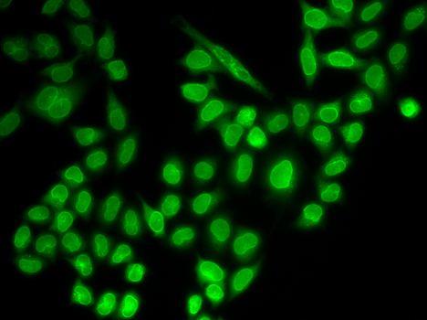 Immunofluorescence - RANGAP1 Polyclonal Antibody 