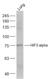 Fig2: Sample:; Lung (Mouse) Lysate at 40 ug; Primary: Anti-HIF3 alpha at 1/500 dilution; Secondary: IRDye800CW Goat Anti-Rabbit IgG at 1/20000 dilution; Predicted band size: 74 kD; Observed band size: 75 kD