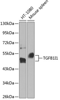 Western blot - TGFB1I1 Polyclonal Antibody 