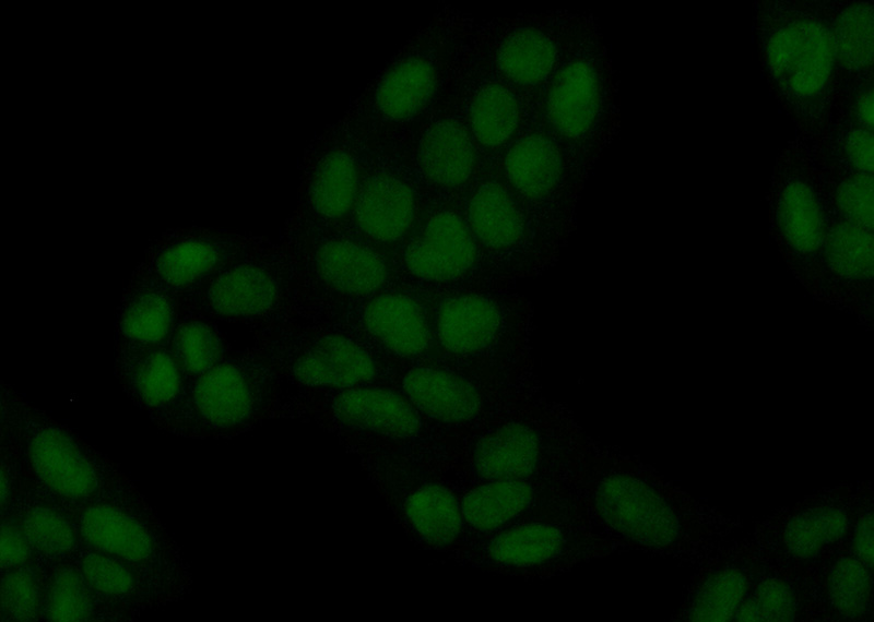 Immunofluorescent analysis of (10% Formaldehyde) fixed HeLa cells using Catalog No:111488(HMGN4 Antibody) at dilution of 1:50 and Alexa Fluor 488-congugated AffiniPure Goat Anti-Rabbit IgG(H+L)