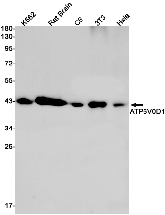 Western blot detection of ATP6V0D1 in K562,Rat Brain,C6,3T3,Hela cell lysates using ATP6V0D1 Rabbit pAb(1:1000 diluted).Predicted band size:40kDa.Observed band size:40kDa.